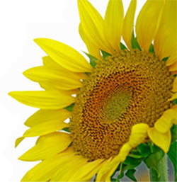 Sunflower Stress Management Package