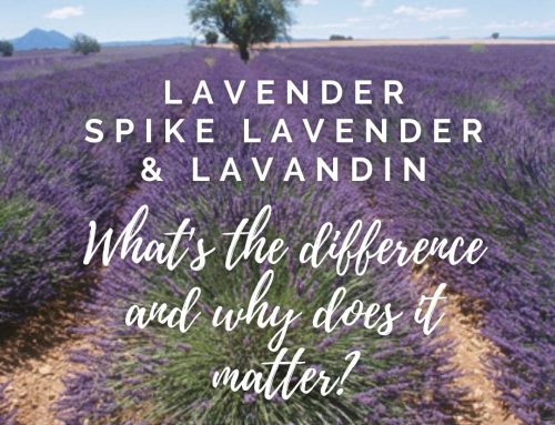 Lavender, Spike Lavender, Lavandin – what’s the difference
