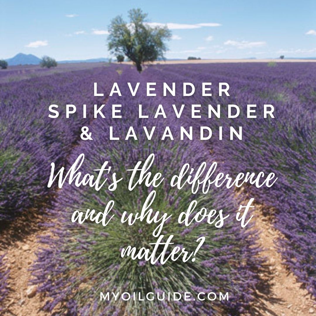 Lavender, Spike Lavendar, Lavandin - what's the difference