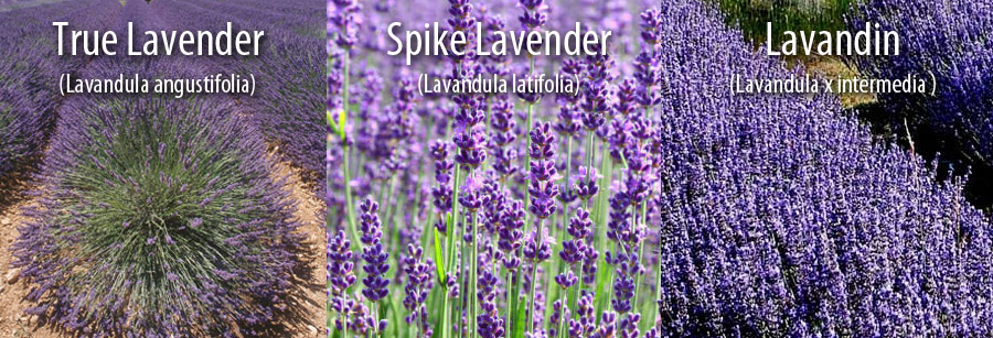 Lavender, Spike Lavendar, Lavandin - what's the difference