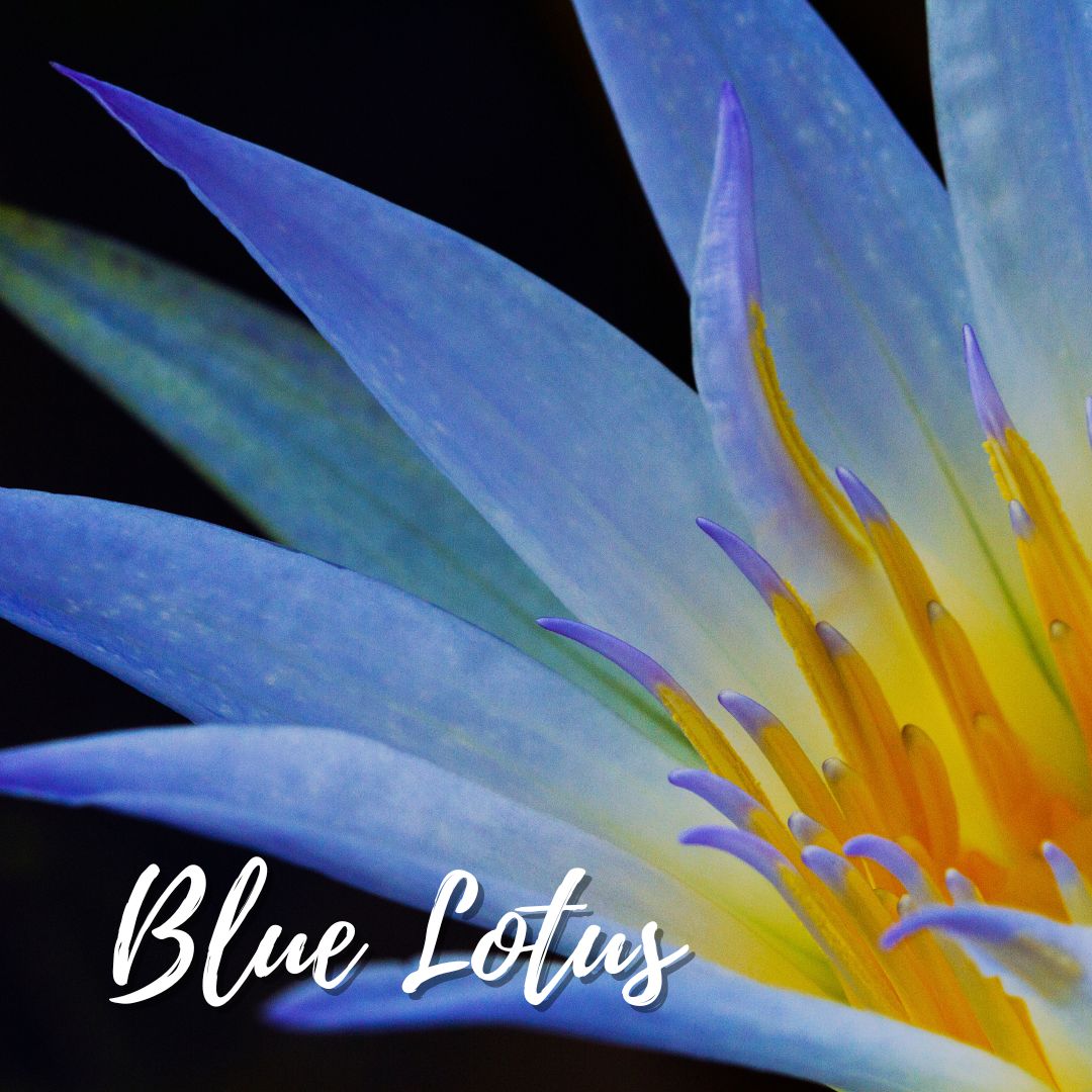 Blue lotus flower essential oil