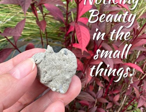 Noticing Beauty in the Small Things
